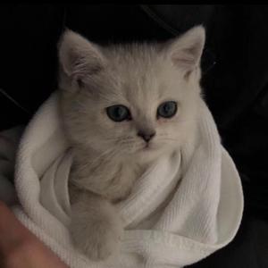 李小璐的黄色小说
